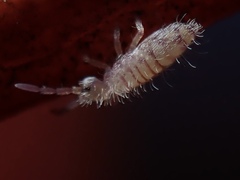 Entomobryoidea