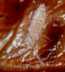 Entomobryoidea