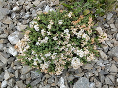 Pimelea traversii traversii