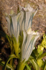 Gentiana algida