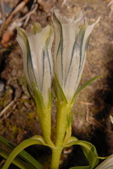Gentiana algida