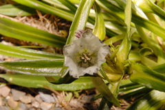 Gentiana algida