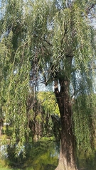 Salix × fragilis vitellina