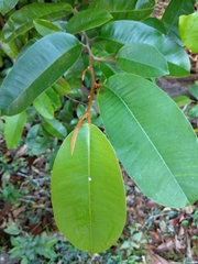 Chrysophyllum oliviforme