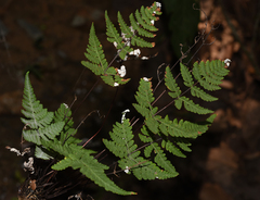 Aleuritopteris anceps