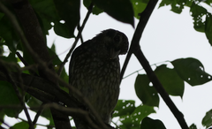 Ailuroedus maculosus