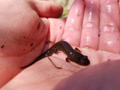 Desmognathus amphileucus