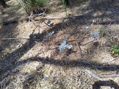 Eucalyptus macrocarpa