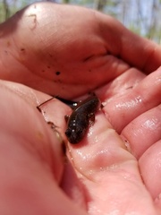 Desmognathus amphileucus