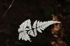 Aleuritopteris anceps