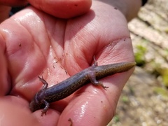 Desmognathus amphileucus