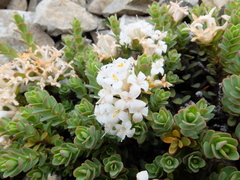 Pimelea traversii traversii
