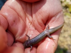 Desmognathus amphileucus