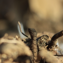Anolis humilis