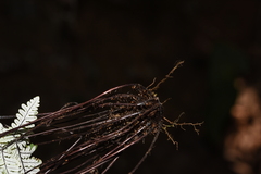 Aleuritopteris anceps