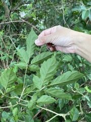 Vitex quinata