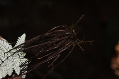 Aleuritopteris anceps