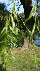 Salix × fragilis vitellina