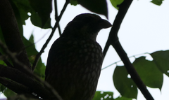 Ailuroedus maculosus