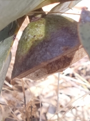 Eucalyptus macrocarpa