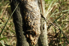Yponomeuta morbillosus