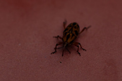 Metamasius hemipterus