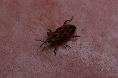 Metamasius hemipterus