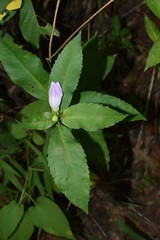Chelone obliqua