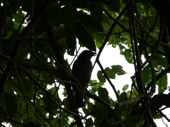 Ailuroedus maculosus