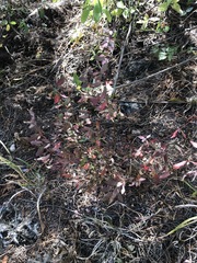 Euphorbia cotinifolia