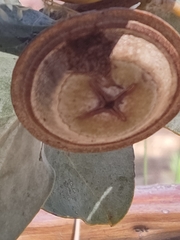 Eucalyptus macrocarpa