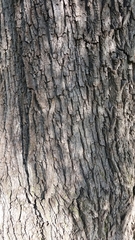 Salix × fragilis vitellina