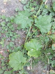 Modiola caroliniana