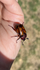 Oryctomorphus bimaculatus