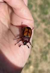 Oryctomorphus bimaculatus