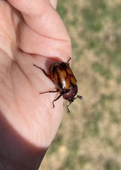 Oryctomorphus bimaculatus