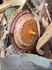 Eucalyptus macrocarpa