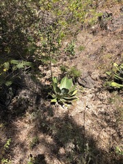 Agave potatorum