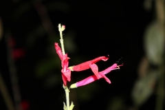 Salvia elegans