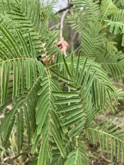 Leucaena pulverulenta