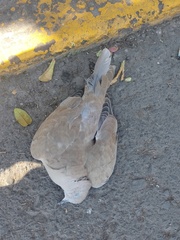 Streptopelia decaocto