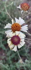 Helenium radiatum