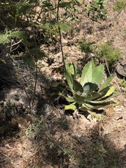 Agave potatorum