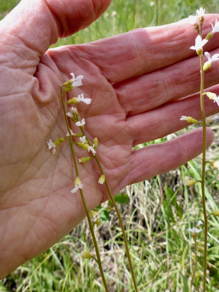 Conimitella