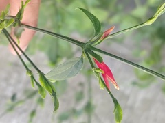 Dicliptera sexangularis
