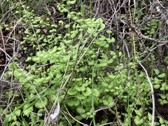 Adiantum capillus-veneris