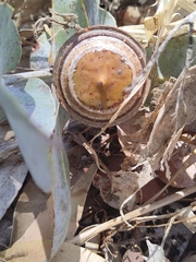 Eucalyptus macrocarpa