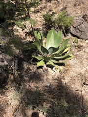 Agave potatorum