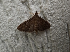 Herpetogramma