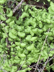 Adiantum capillus-veneris